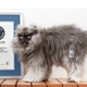 Illustration for article titled Meet Colonel Meow, the Cat with the Worlds Longest Fur